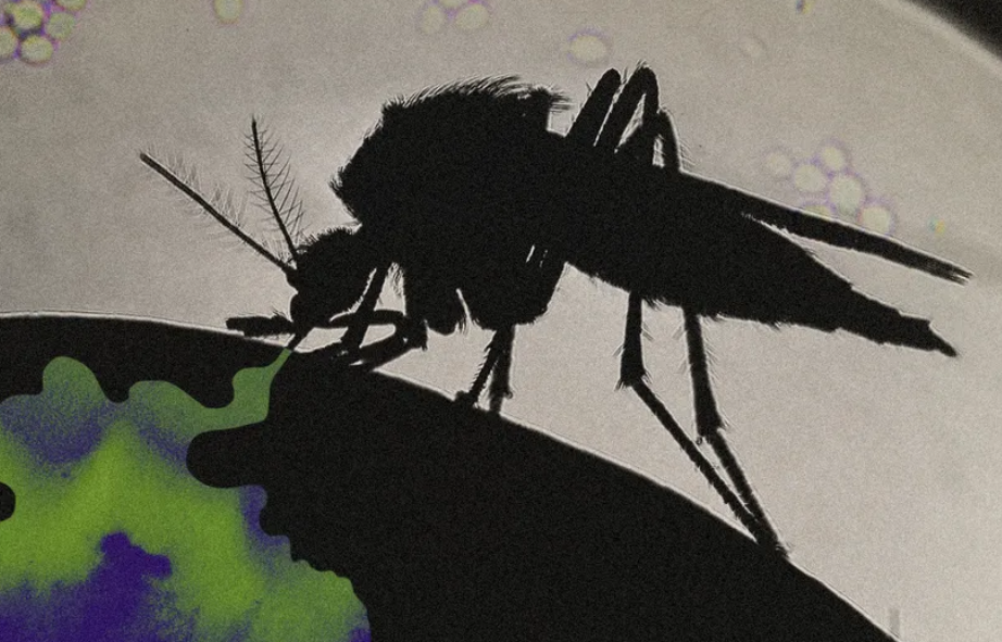 Blood Sucker Mosquito 